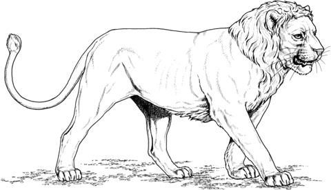 Asian Lion Coloring Page